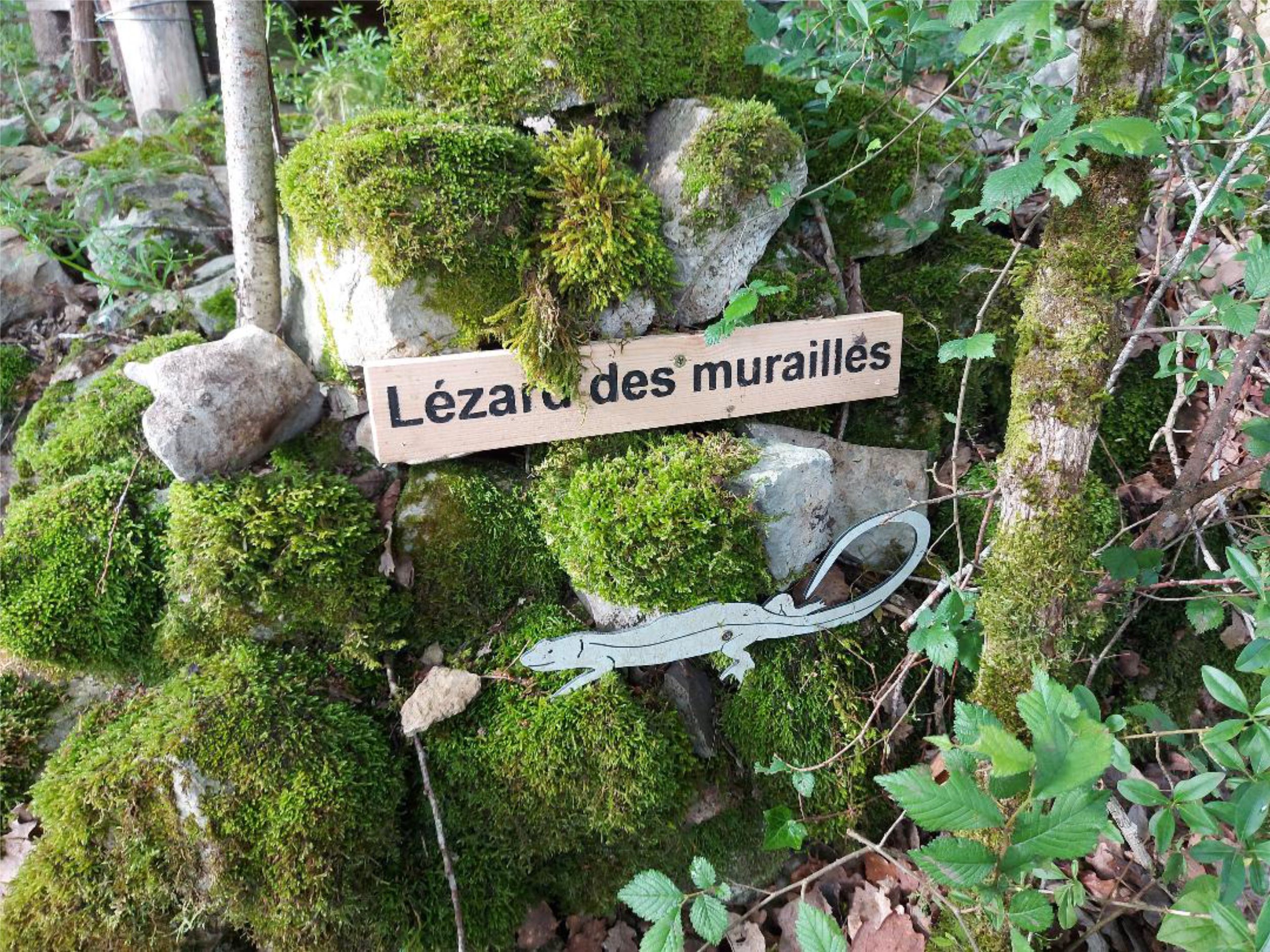 Le lézard des murailles