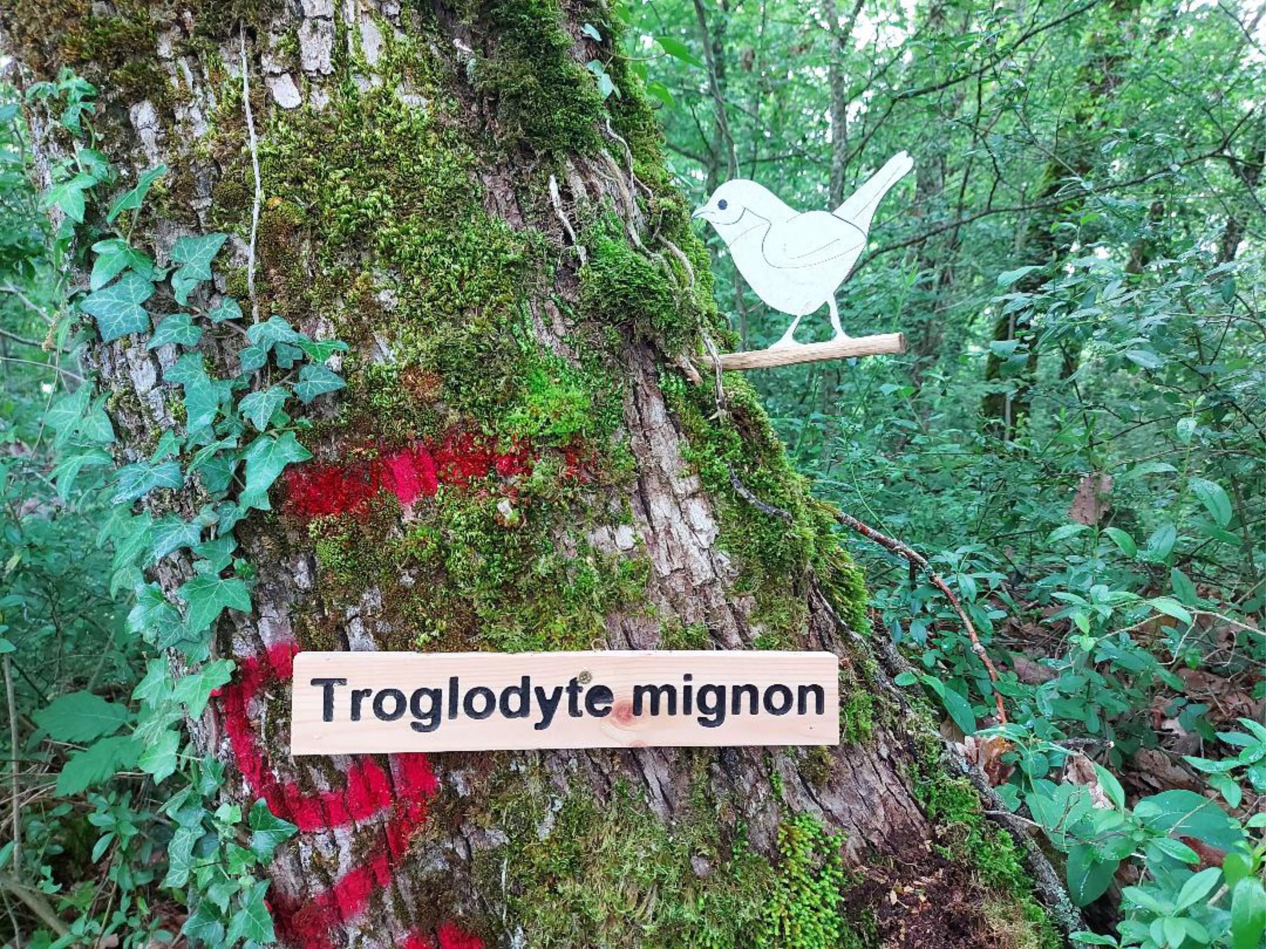 Le troglodyte mignon